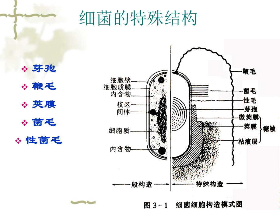 细菌的特殊结构ppt课件.ppt_第2页