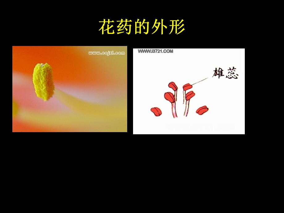 花药发育和花粉粒形成ppt课件.ppt_第3页