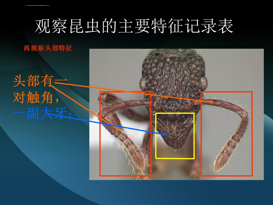 观察昆虫的主要特征记录表ppt课件.ppt_第3页