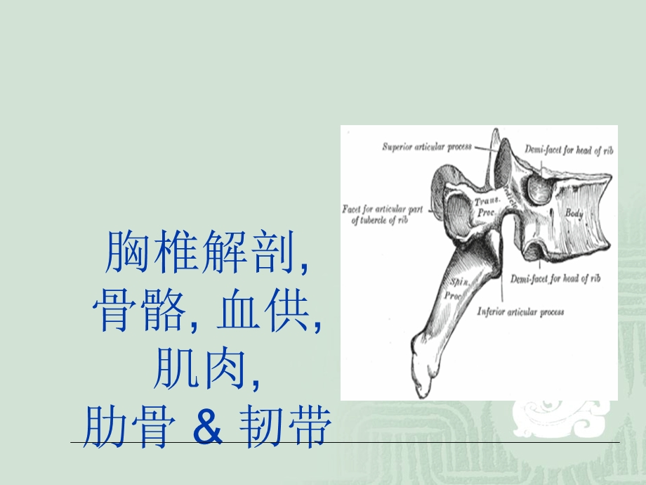 胸腰椎解剖ppt课件.ppt_第2页