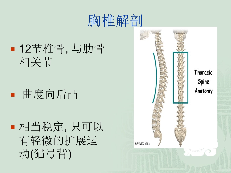 胸腰椎解剖ppt课件.ppt_第3页