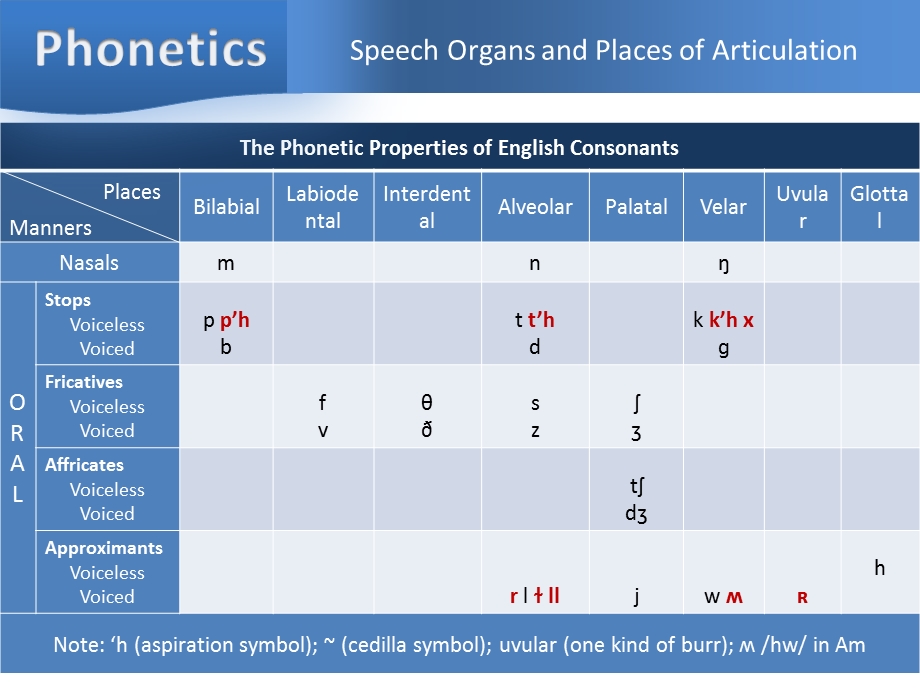 英语发音位置和发音方法简述ppt课件.ppt_第3页