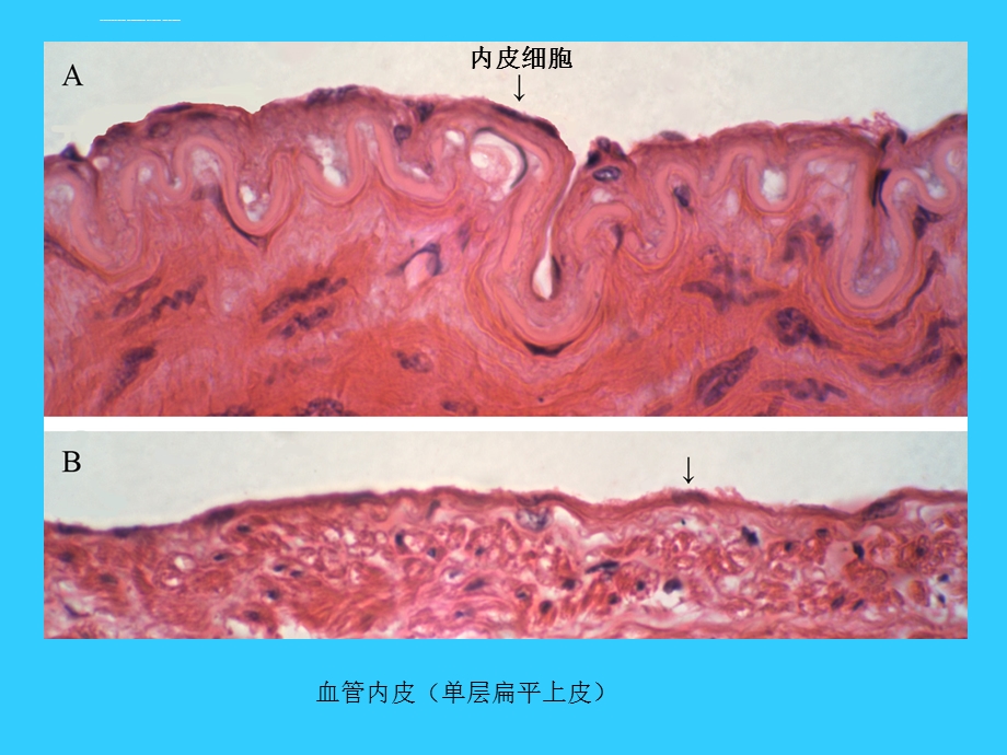 董为人标注的组胚切片图ppt课件.ppt_第2页