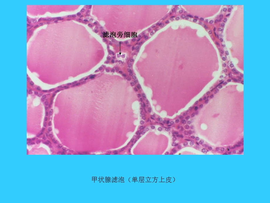 董为人标注的组胚切片图ppt课件.ppt_第3页