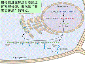 第八章转录后加工ppt课件.ppt