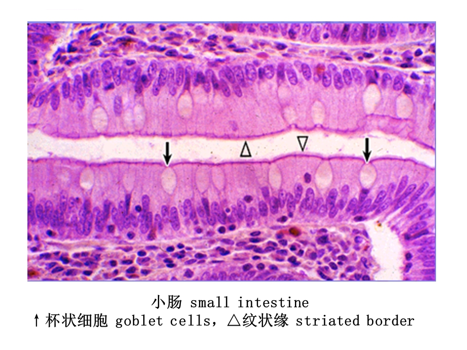 组织学与胚胎学图片考试ppt课件.ppt_第2页