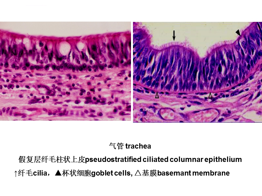 组织学与胚胎学图片考试ppt课件.ppt_第3页