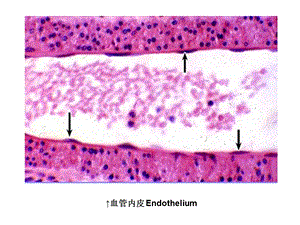 组织学与胚胎学图片考试ppt课件.ppt