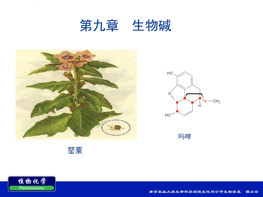 第九章生物碱ppt课件.ppt_第1页