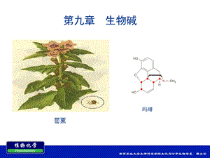 第九章生物碱ppt课件.ppt