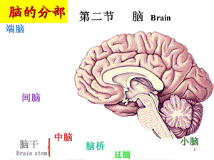 脑干神经核ppt课件.ppt