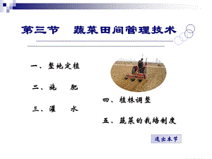 蔬菜田间管理技术ppt课件.ppt