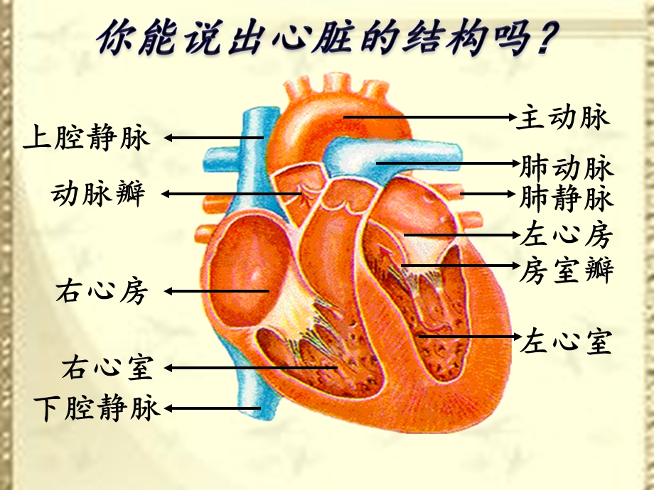 血液循环的途径ppt课件.ppt_第3页