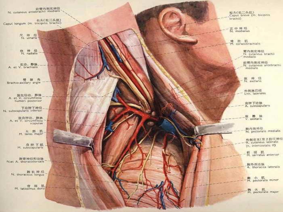 腋窝解剖及腋窝清扫ppt课件.ppt_第2页