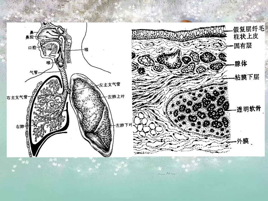 肺炎病理学ppt课件.ppt_第3页