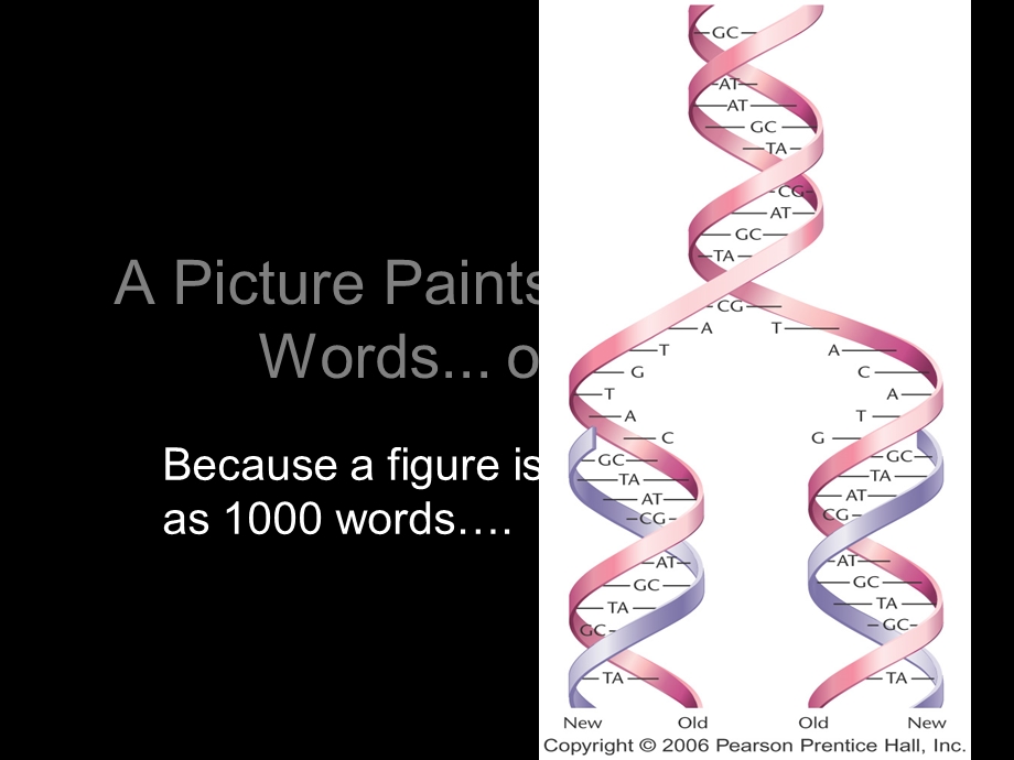 郜刚分子生物学03染色体2包装和半保留复制课件.ppt_第2页