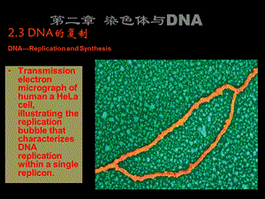 郜刚分子生物学03染色体2包装和半保留复制课件.ppt