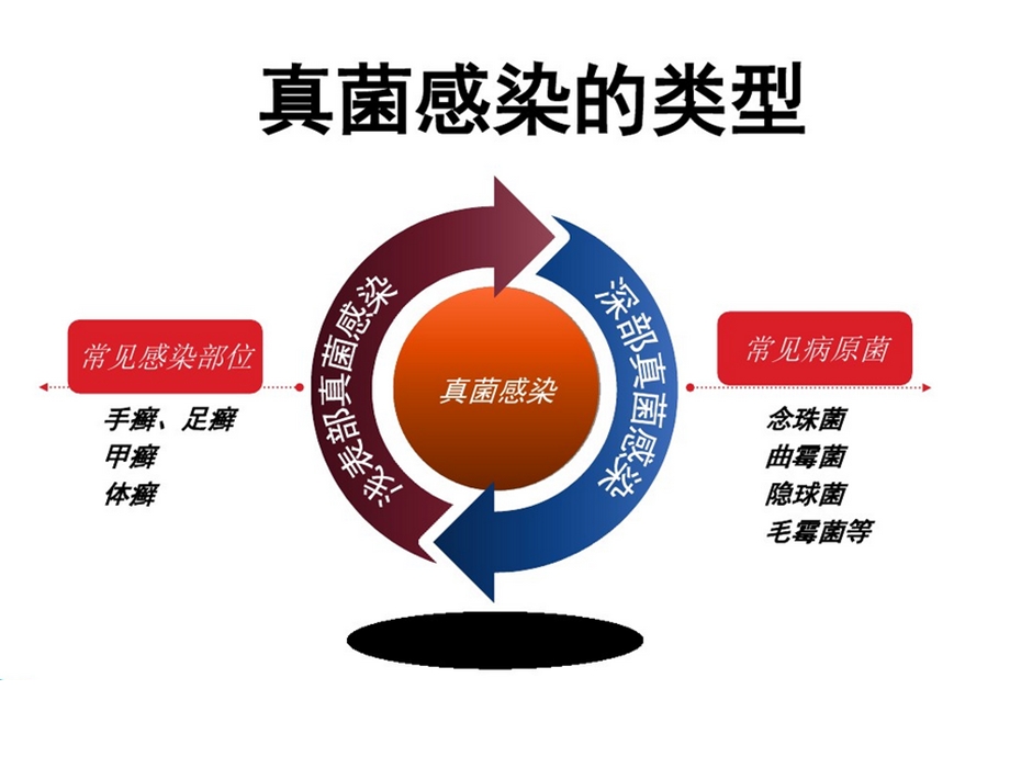 药理学PPT课件抗真菌病药.ppt_第3页