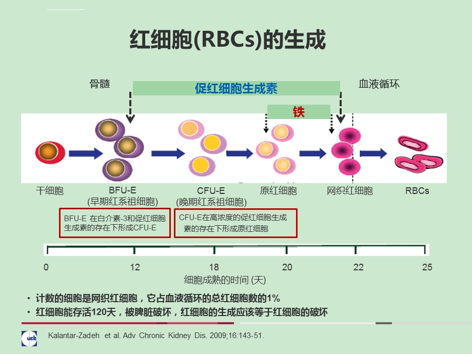 铁代谢的基础与临床OPTppt课件.ppt_第3页