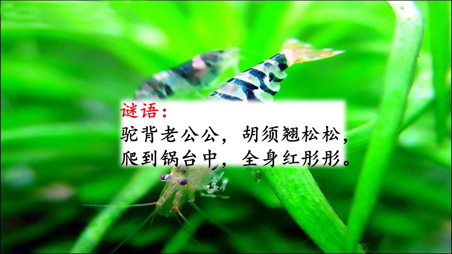 部编人教版三年级下册小虾ppt课件.pptx_第1页