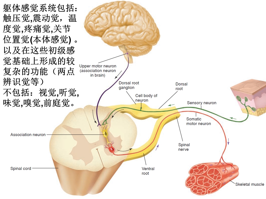 解剖生理学的第七次感觉与运动ppt课件.ppt_第2页