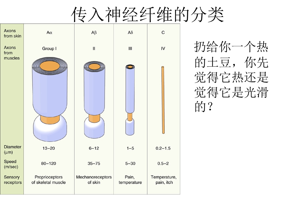 解剖生理学的第七次感觉与运动ppt课件.ppt_第3页