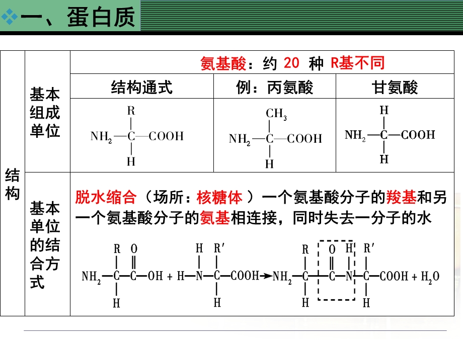 高一生物蛋白质知识点ppt课件.ppt_第1页