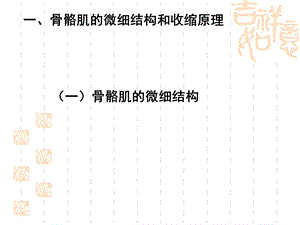 骨骼肌收缩的功能ppt课件.ppt