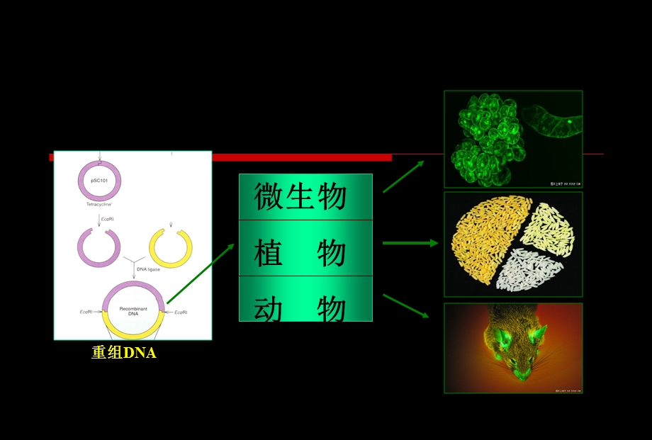 转基因食品的安全性评价ppt课件.ppt_第3页