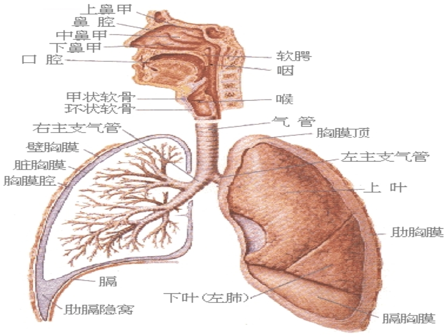 育婴师培训PPT课件.ppt_第2页