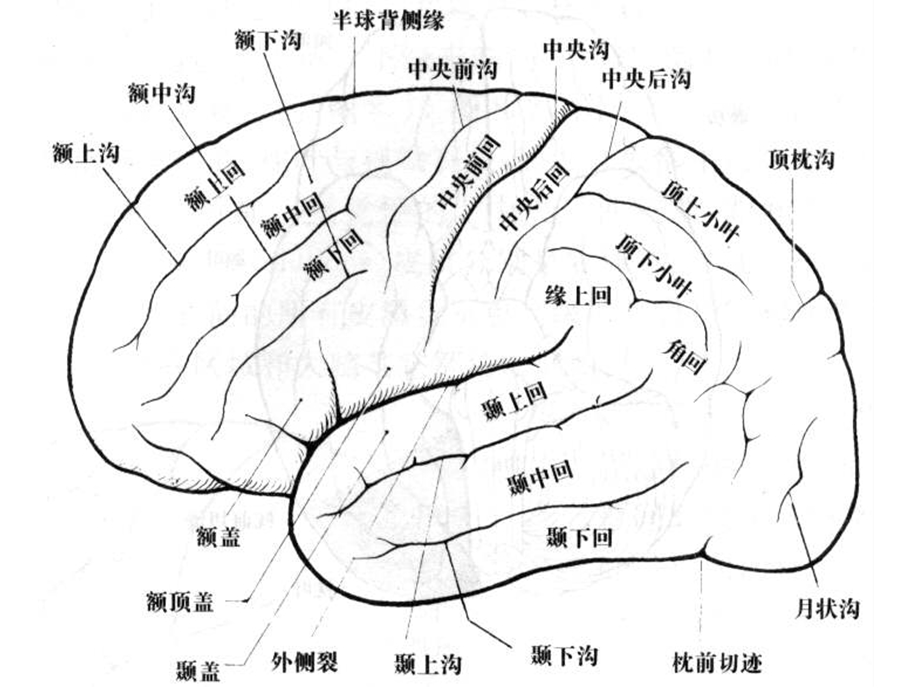 顶叶、颞叶ppt课件.ppt_第3页