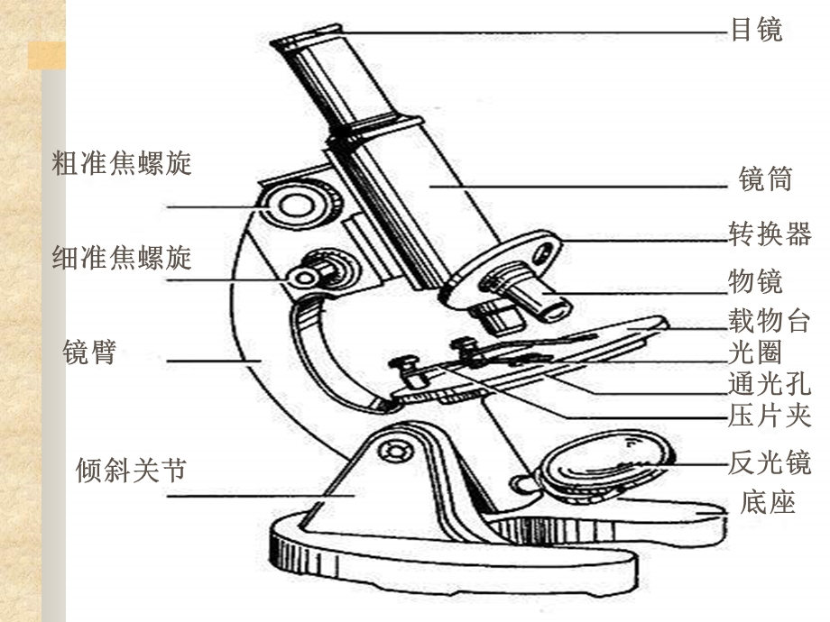 高一生物显微镜的使用方法ppt课件.ppt_第3页