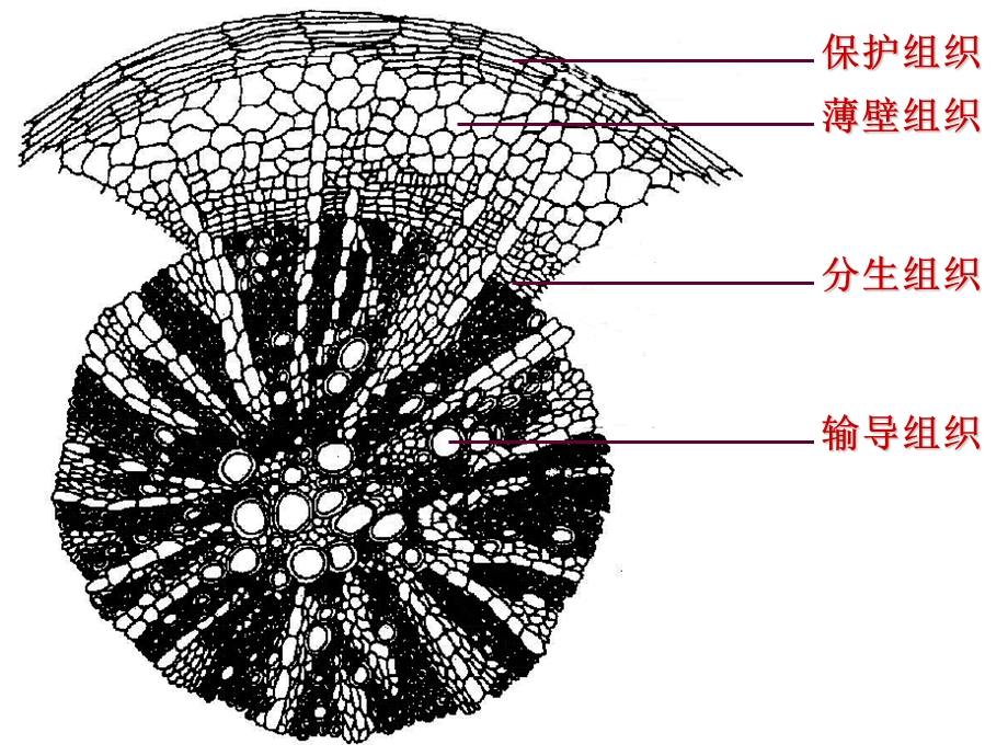 药用植物学(第二章植物物组织)ppt课件.ppt_第3页