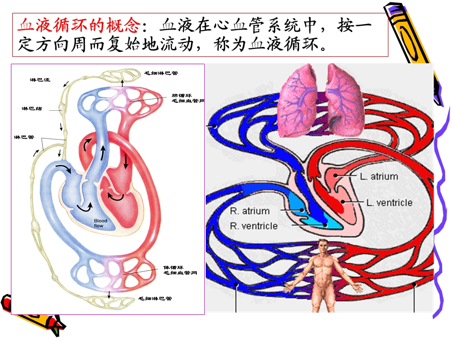 麻醉与循环ppt课件.ppt_第3页