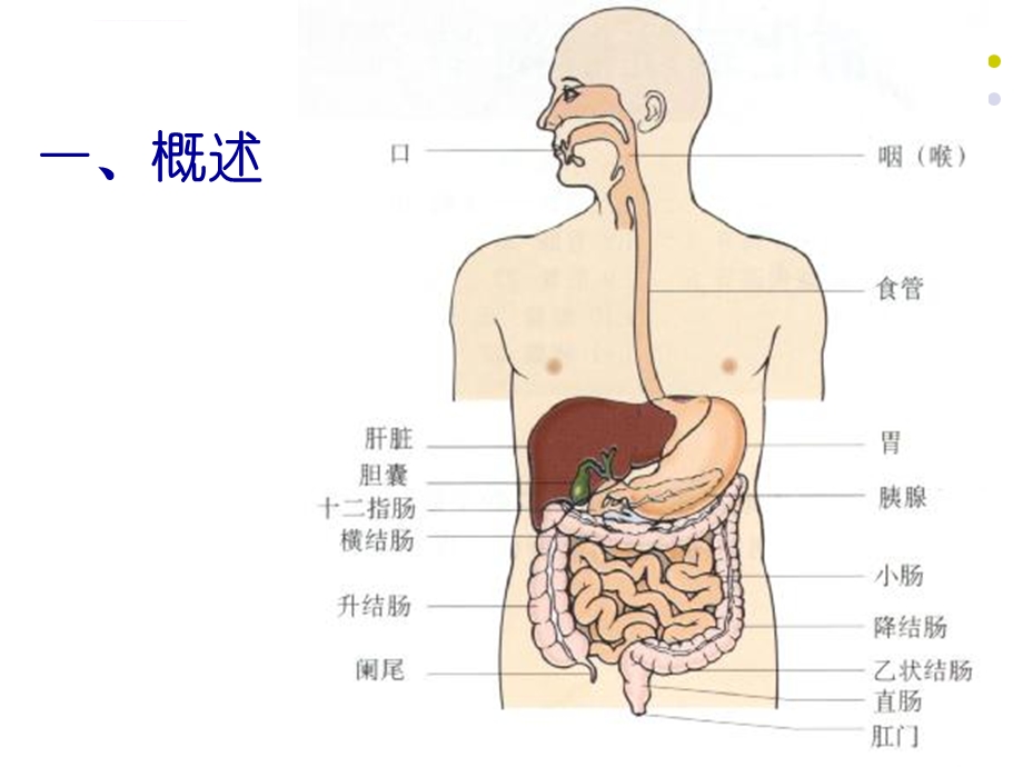 药理学消化系统ppt课件.ppt_第3页