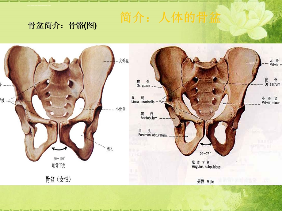 骨盆骨折术后护理ppt课件.ppt_第3页