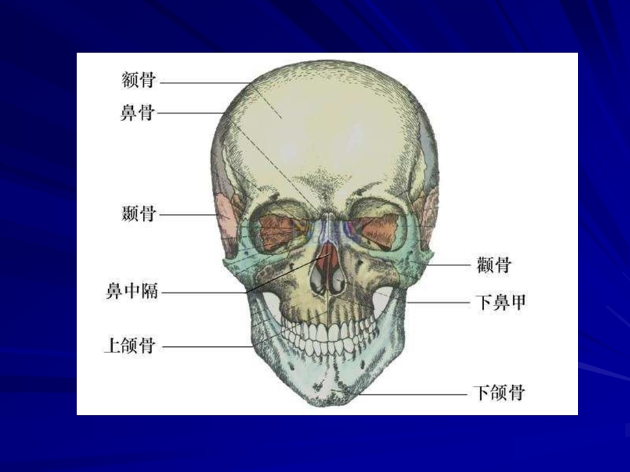 颧骨颧弓骨折ppt课件.ppt_第2页