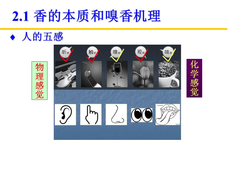 香料香精第二章 香味化学ppt课件.pptx_第2页