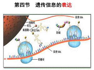 2019届遗传信息的表达(公开课)ppt课件.ppt