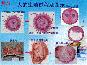 新人教版八年级生物下册 第二章 第二节基因在亲子代间的传递ppt课件.ppt