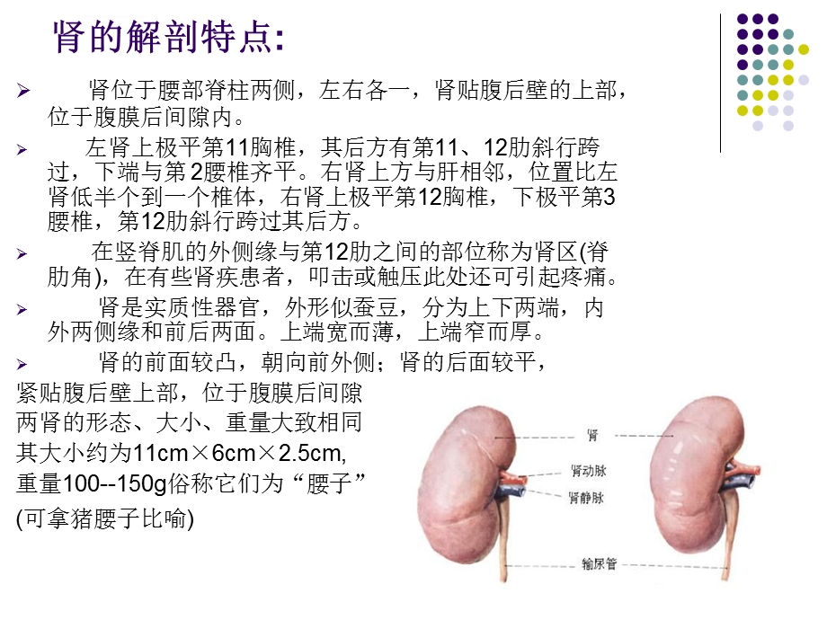 肾的生理位置及功能ppt课件.ppt_第3页