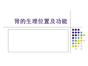 肾的生理位置及功能ppt课件.ppt