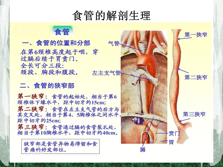 食管癌患者的护理查房修改ppt课件.ppt_第3页