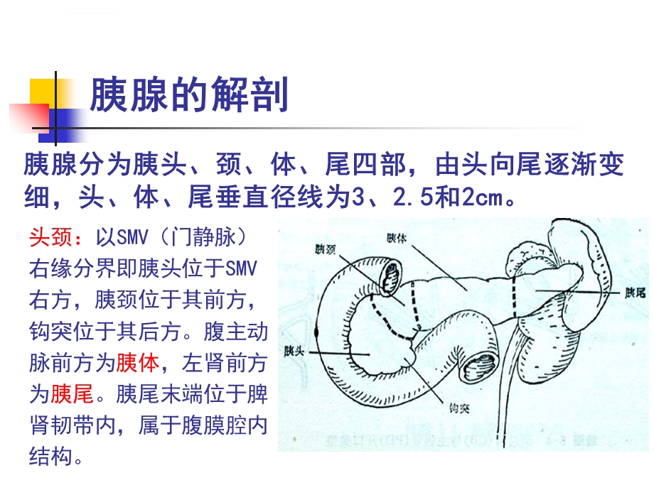 胰腺癌的影像学表现ppt课件.ppt_第3页