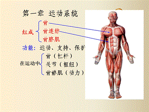 骨与骨连接ppt课件.ppt