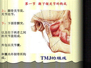 颞下颌关节解剖生理结构讲课ppt课件.ppt