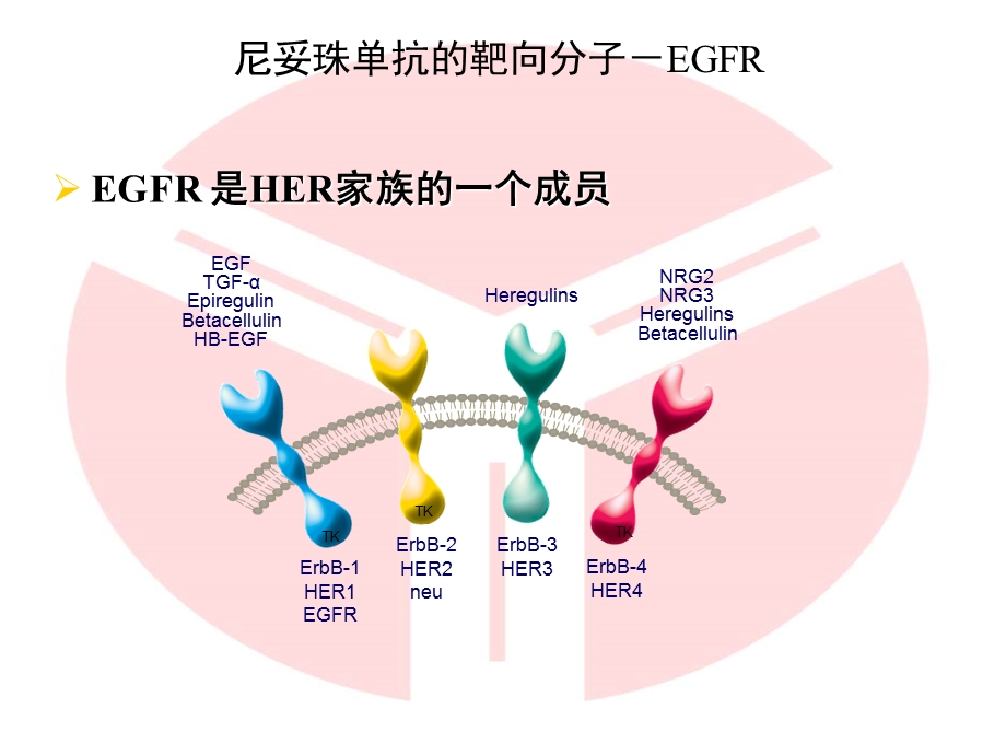 肿瘤靶向治疗药——尼妥珠单抗介绍ppt课件.ppt_第3页