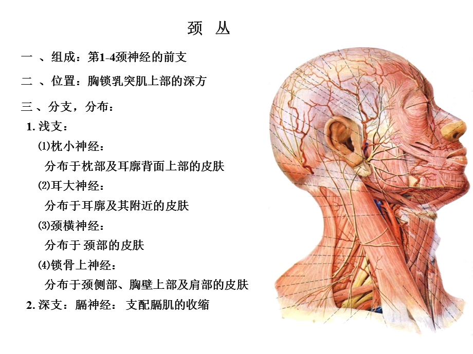 颈丛臂丛解剖ppt课件.ppt_第1页