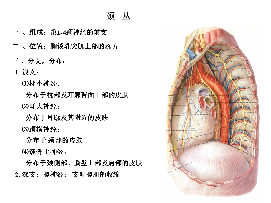 颈丛臂丛解剖ppt课件.ppt_第2页