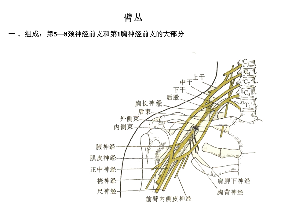 颈丛臂丛解剖ppt课件.ppt_第3页